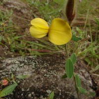 Crotalaria calycina Schrank